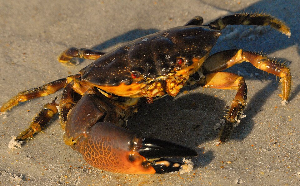 Hank Molt