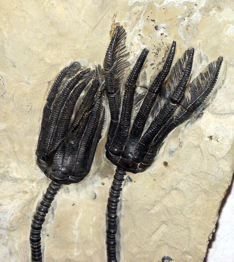 Hanusi Péter