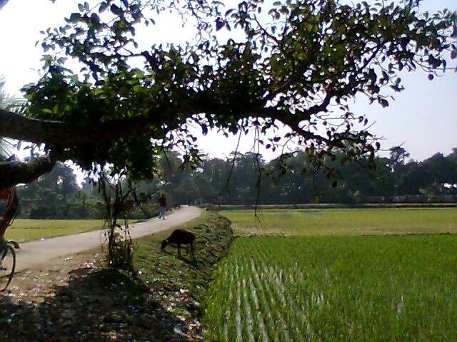 Harun Majumdar