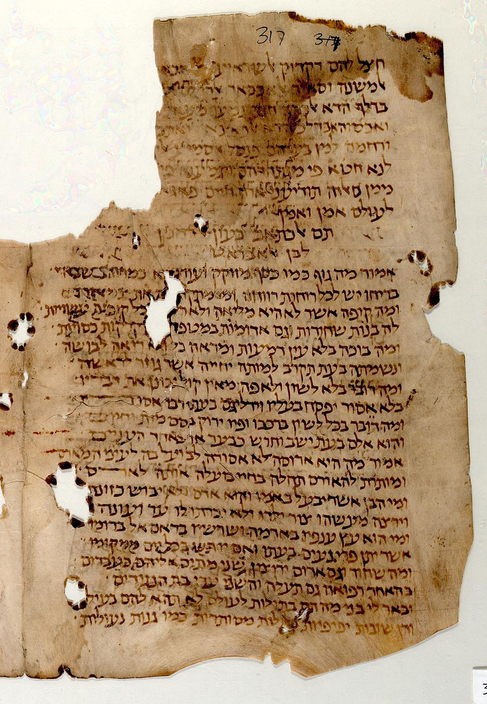 Hazi Halevi