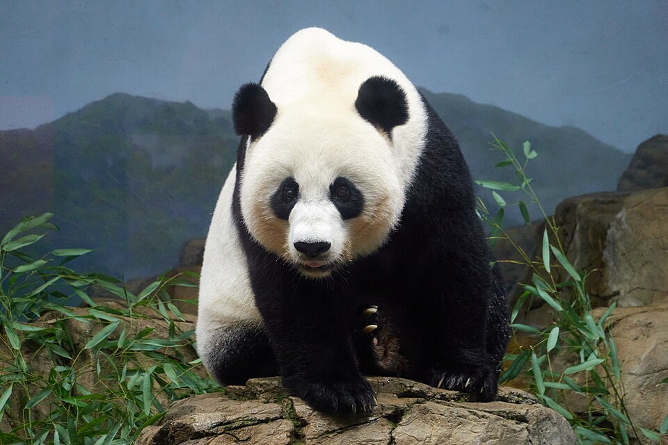 He Bao Xiang