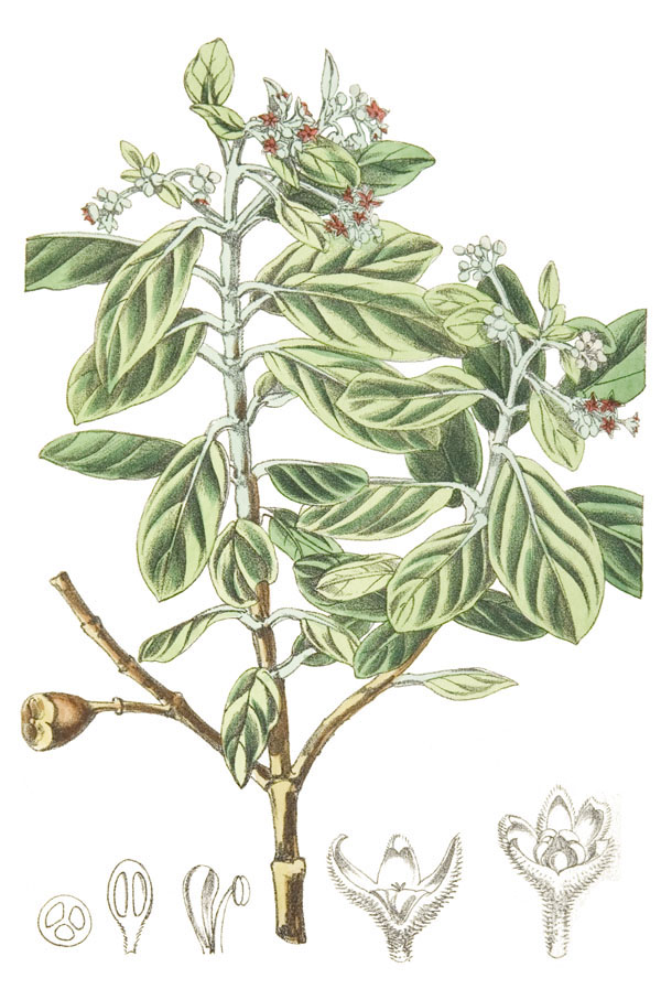Helena Oliver