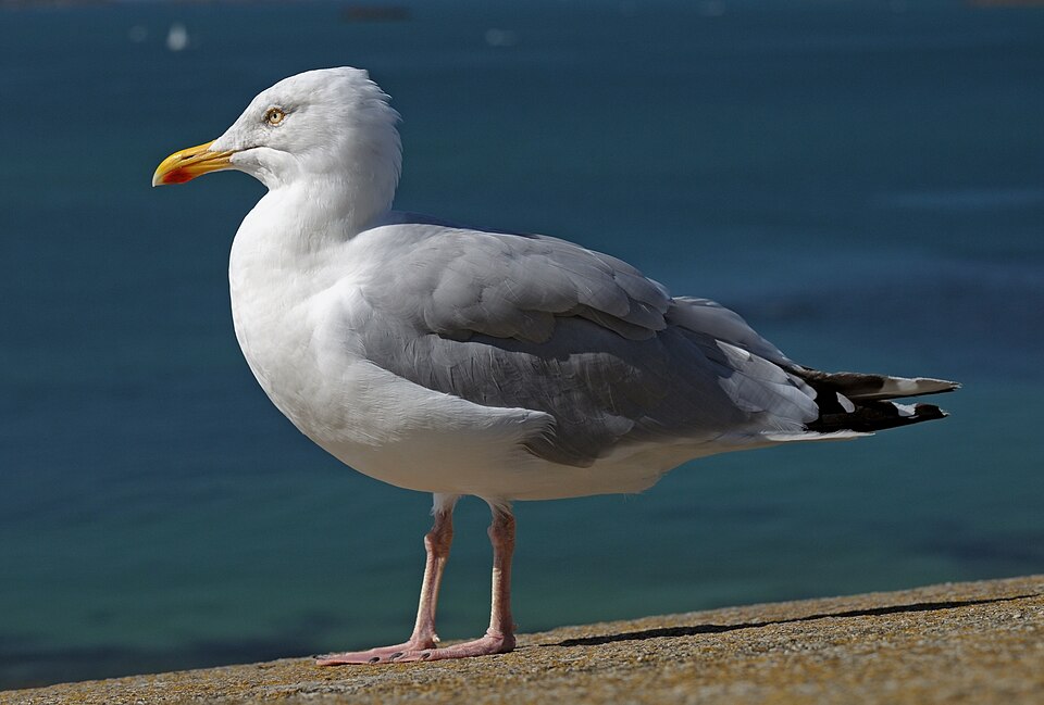 Henry Gull