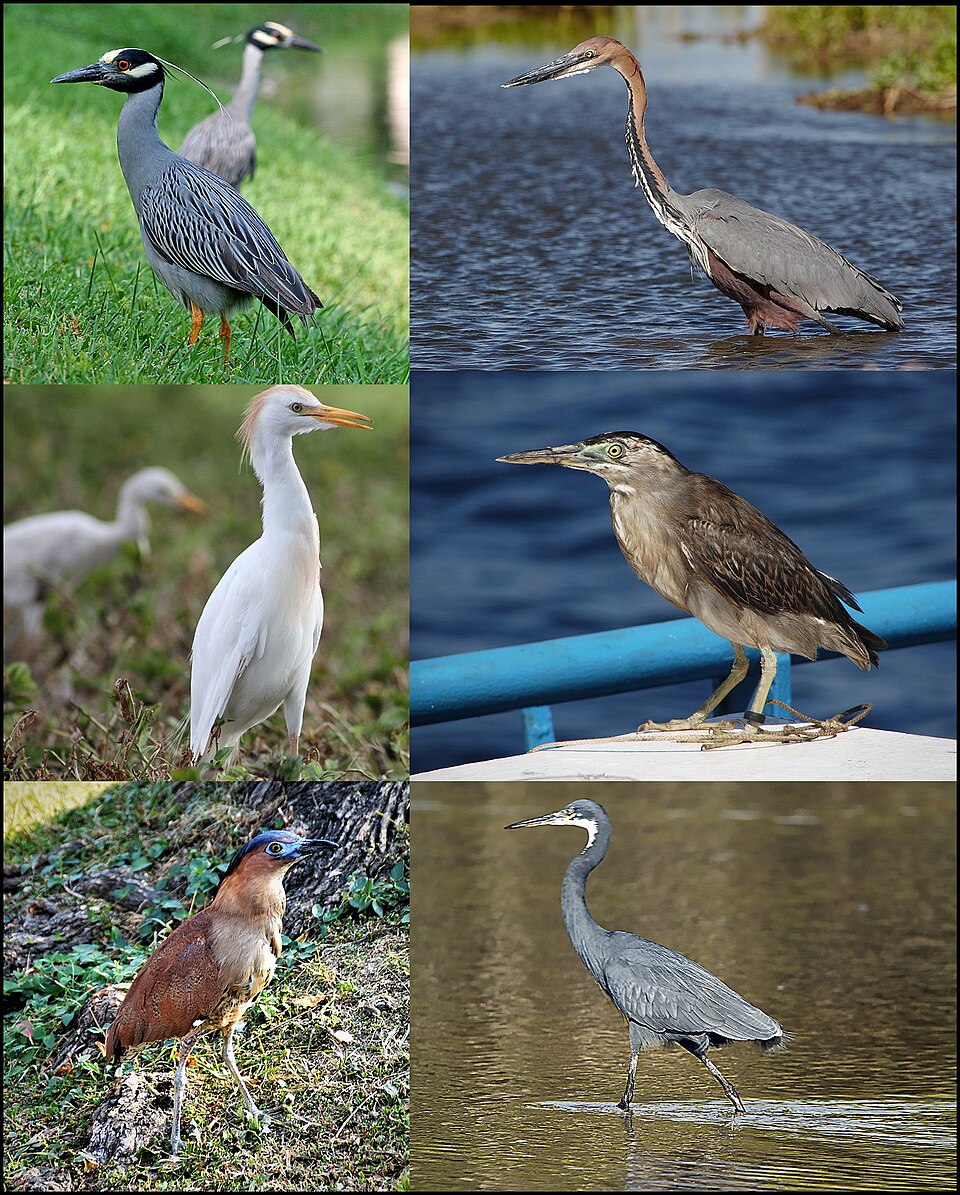 Heron Brown