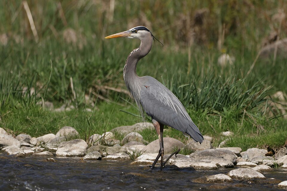 Heron Young