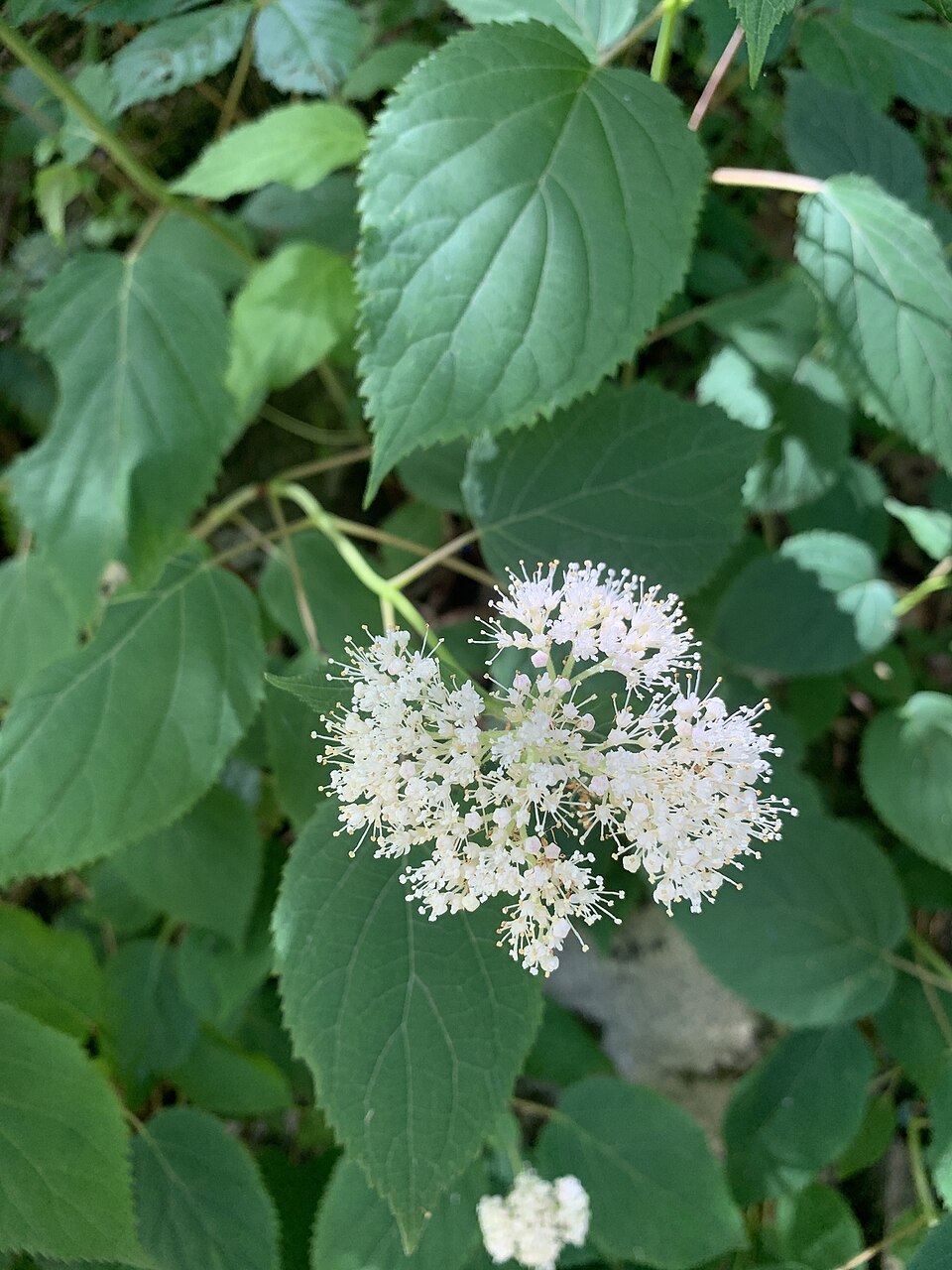 Hortensia