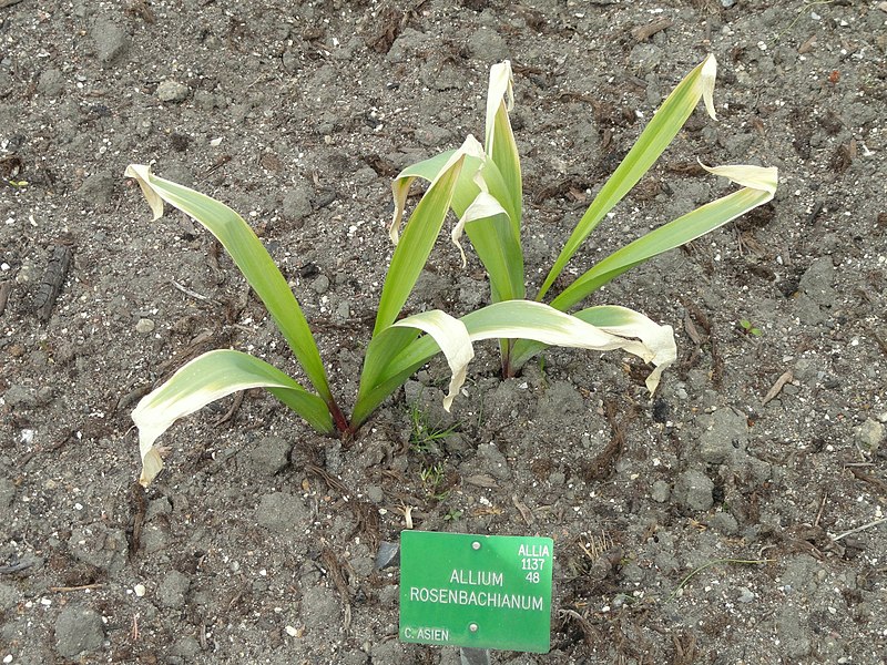 Horti Flóra