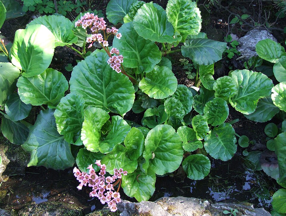 Horti Tamas