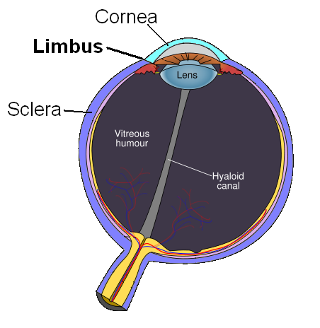 Human Limbu