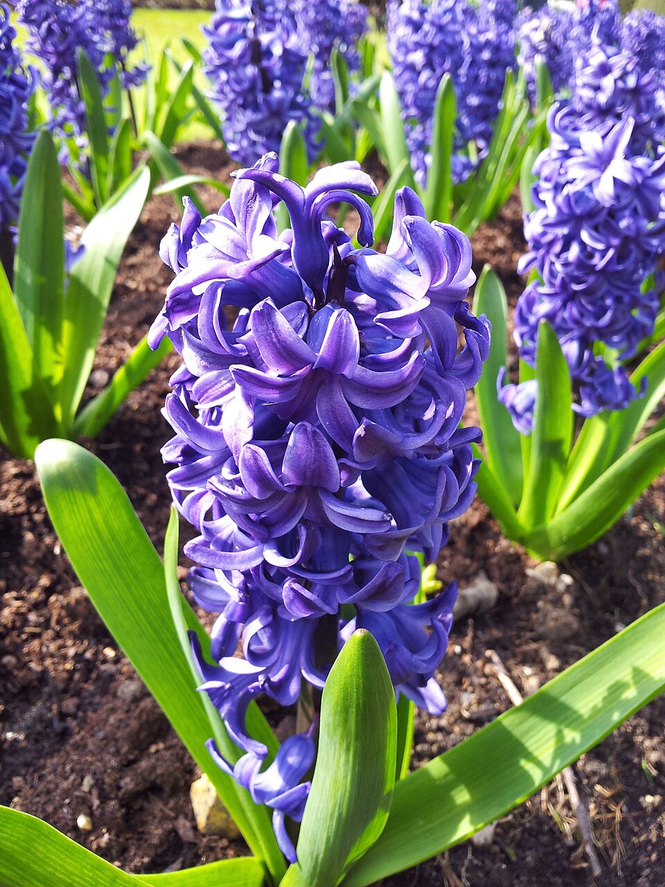 Hyacinth White