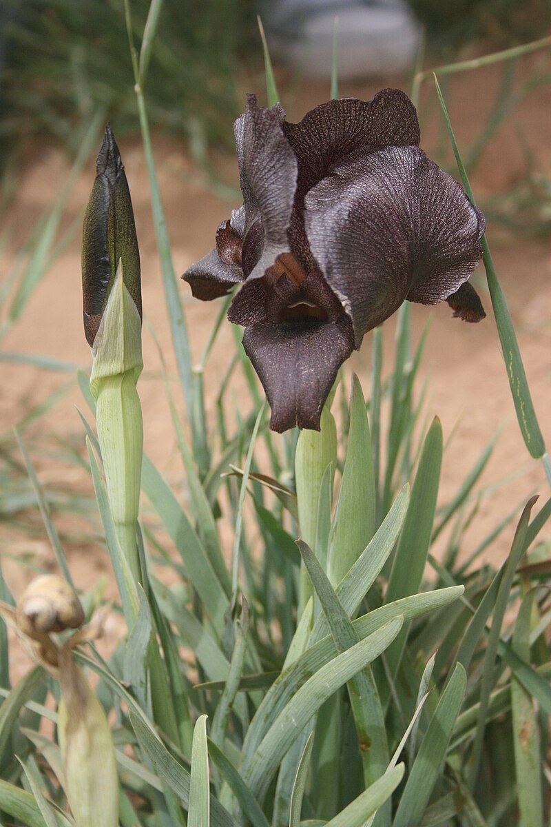 Iris Jordán