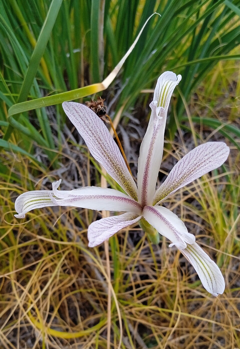 Iris K. B.