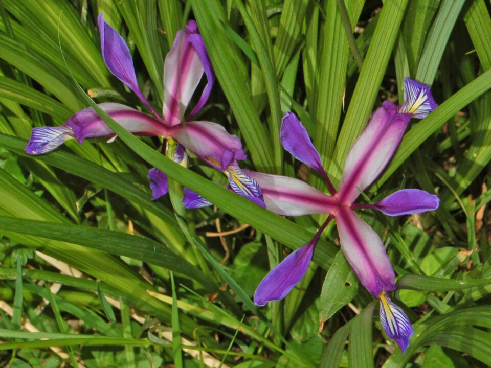 Iris Tarter