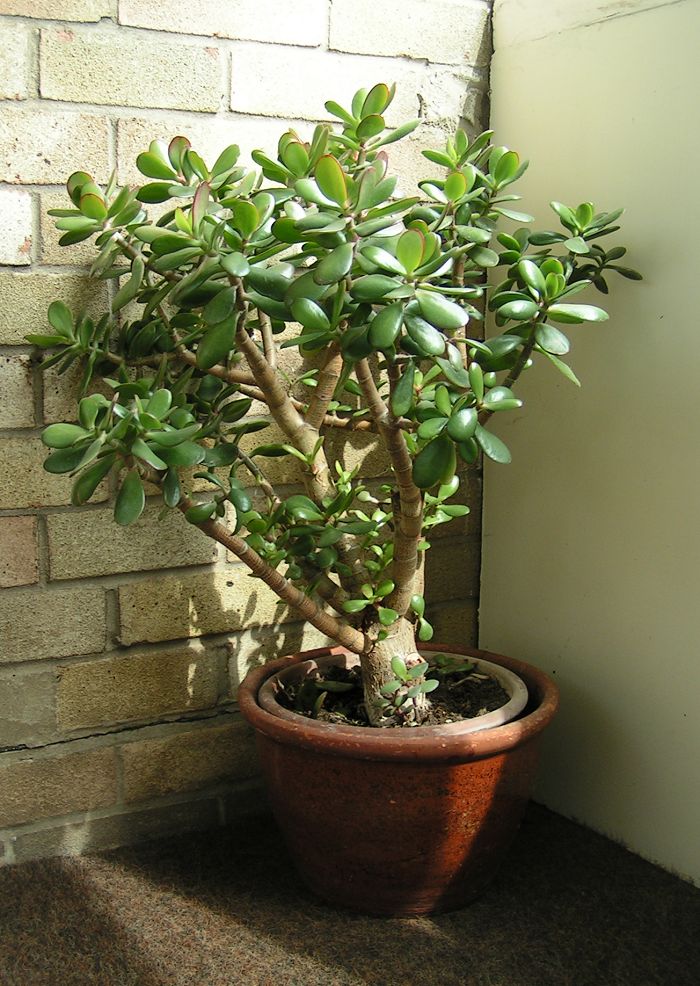 Jade Root