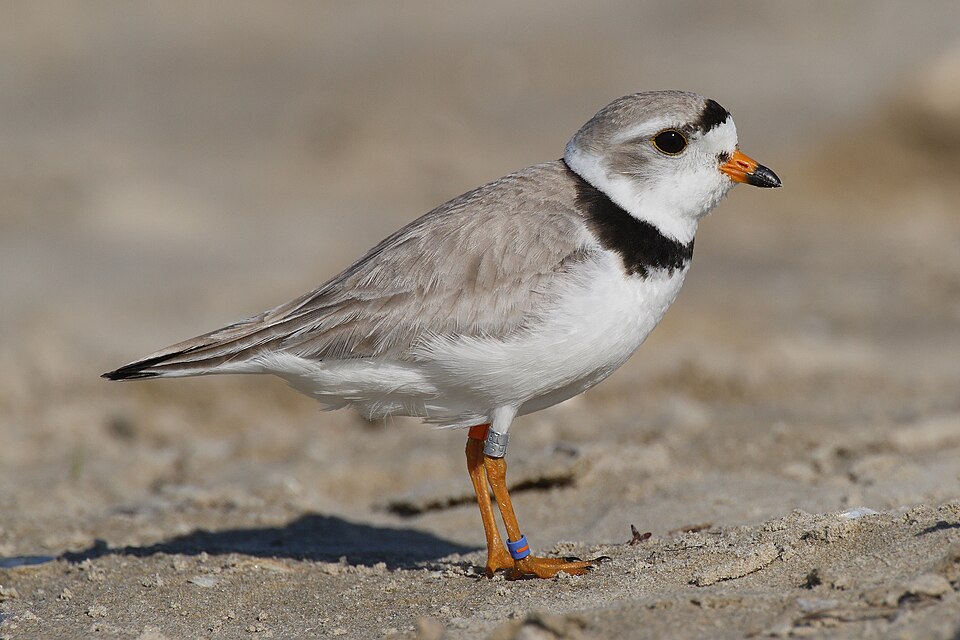 James Plover