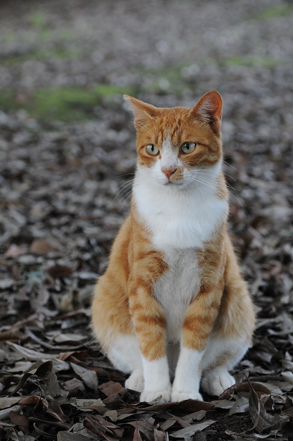 Joaquin Cat
