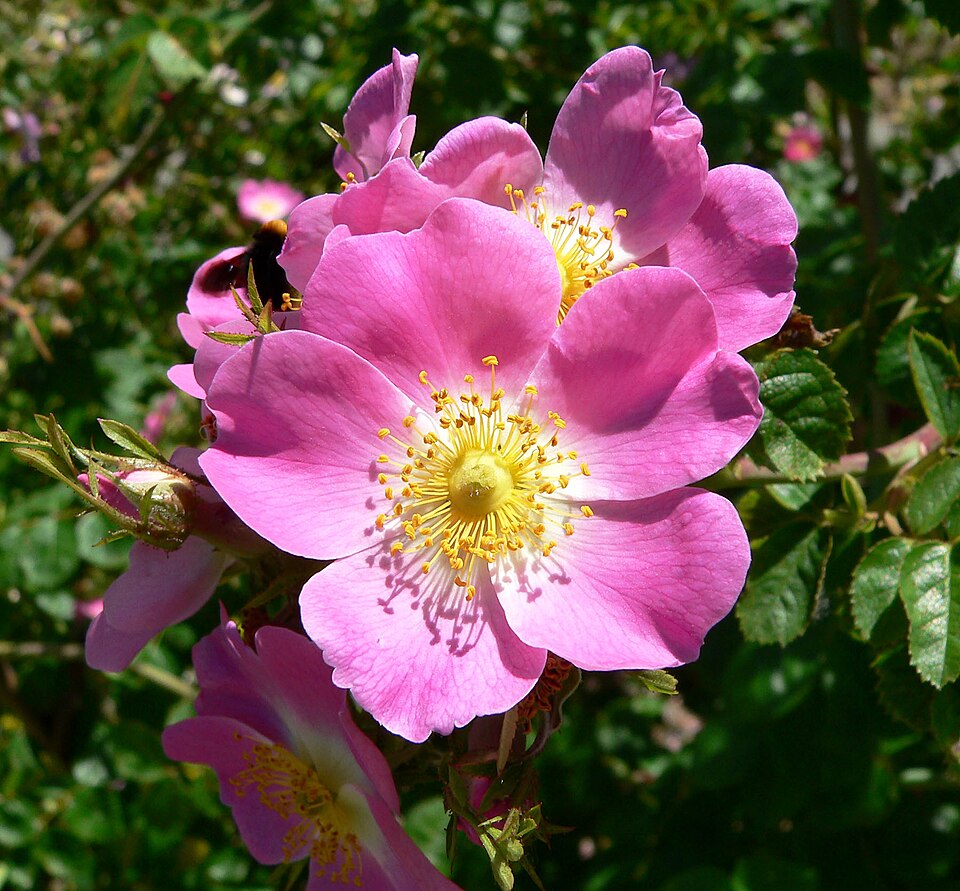 Johan Rose