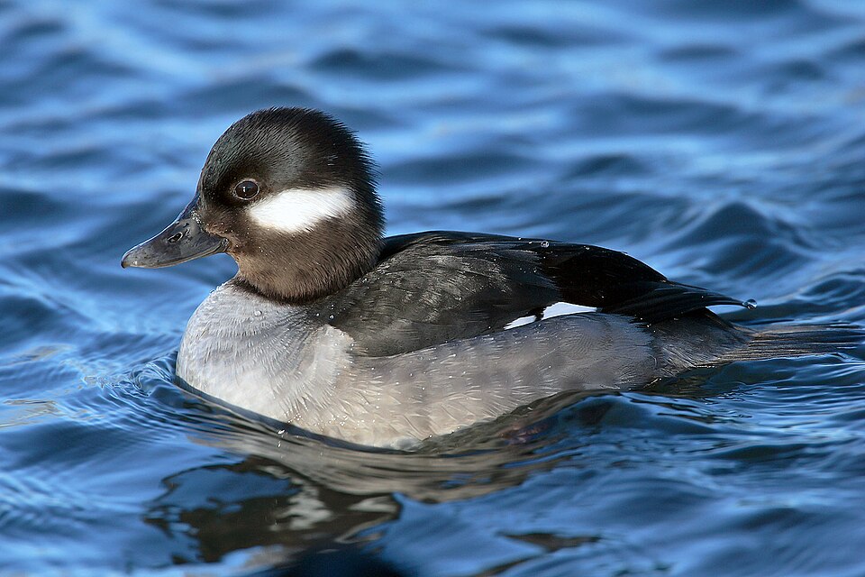 Jonathan Duck