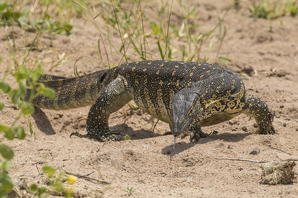 Jordan Tegus