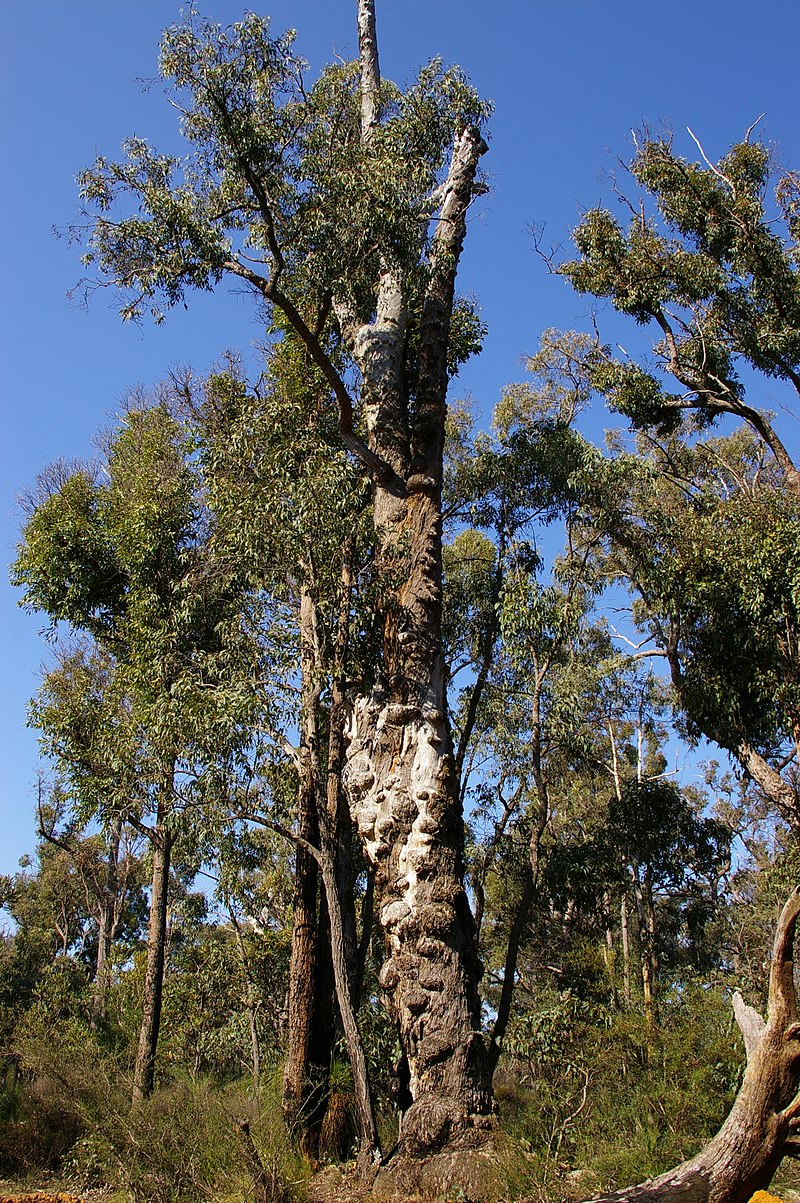 Juriën Timber