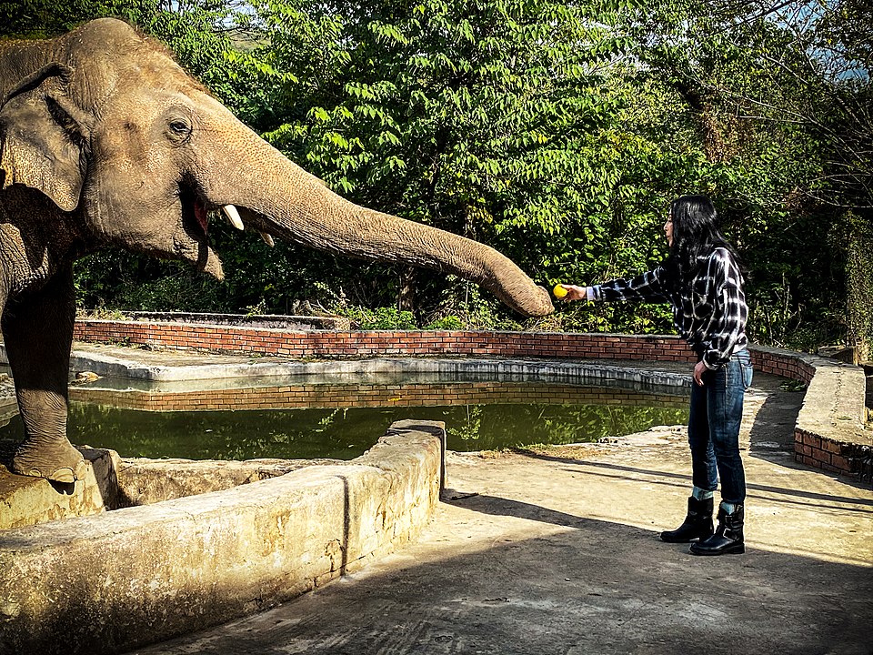 Kaavan