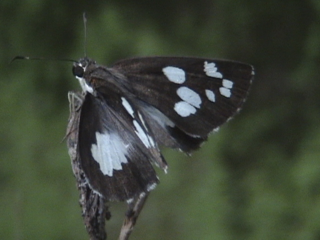 Keraná
