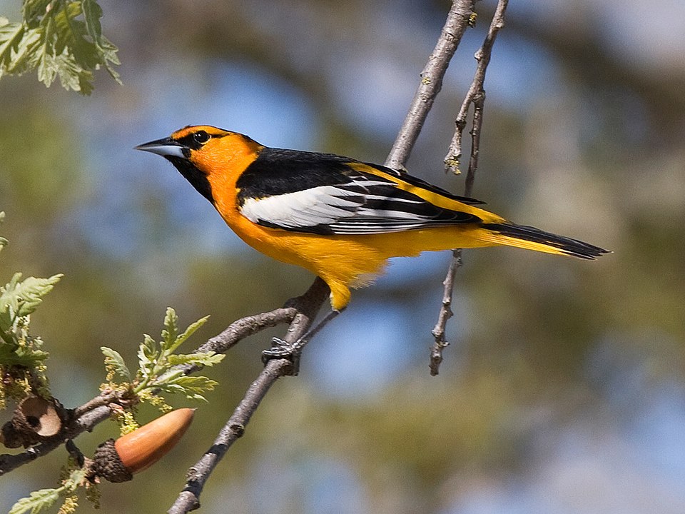 Kevin Grackle