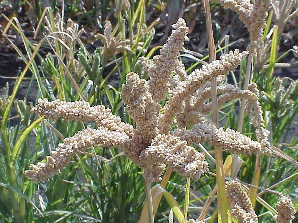 L.E. Mgonja