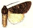 L. Tienas