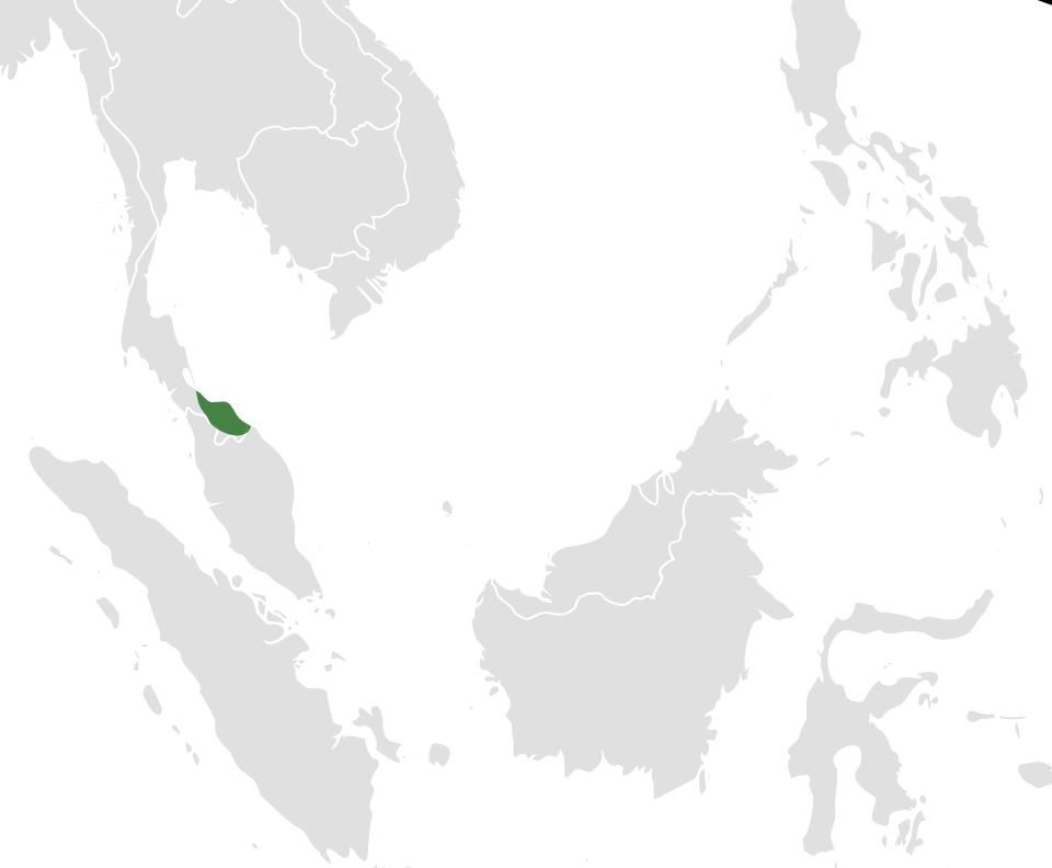 Lang Jia