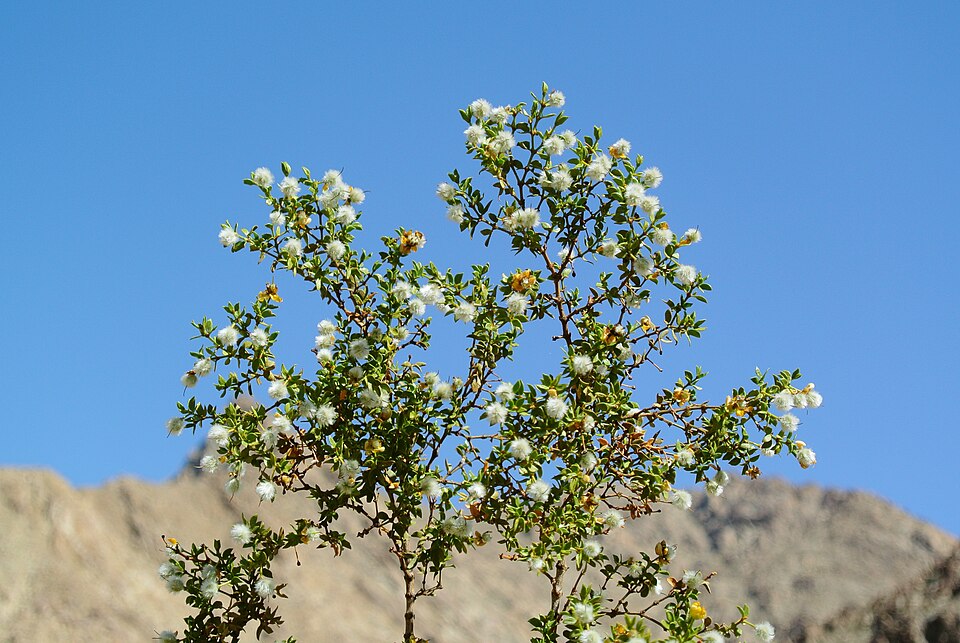 Larrea