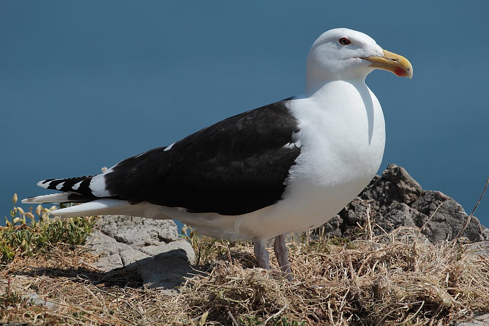 Larus