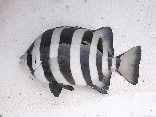 Li Bijun