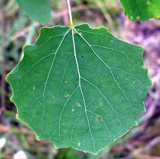 Li Honglei
