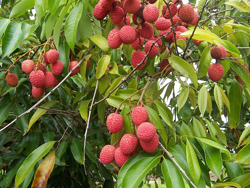 Lichi