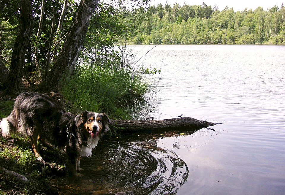 Ljuda