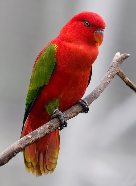 Lory G