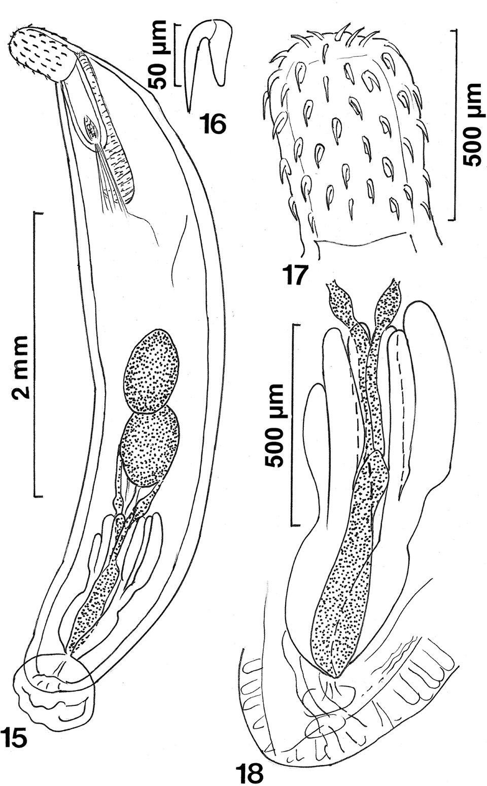 Lotfy Tadros