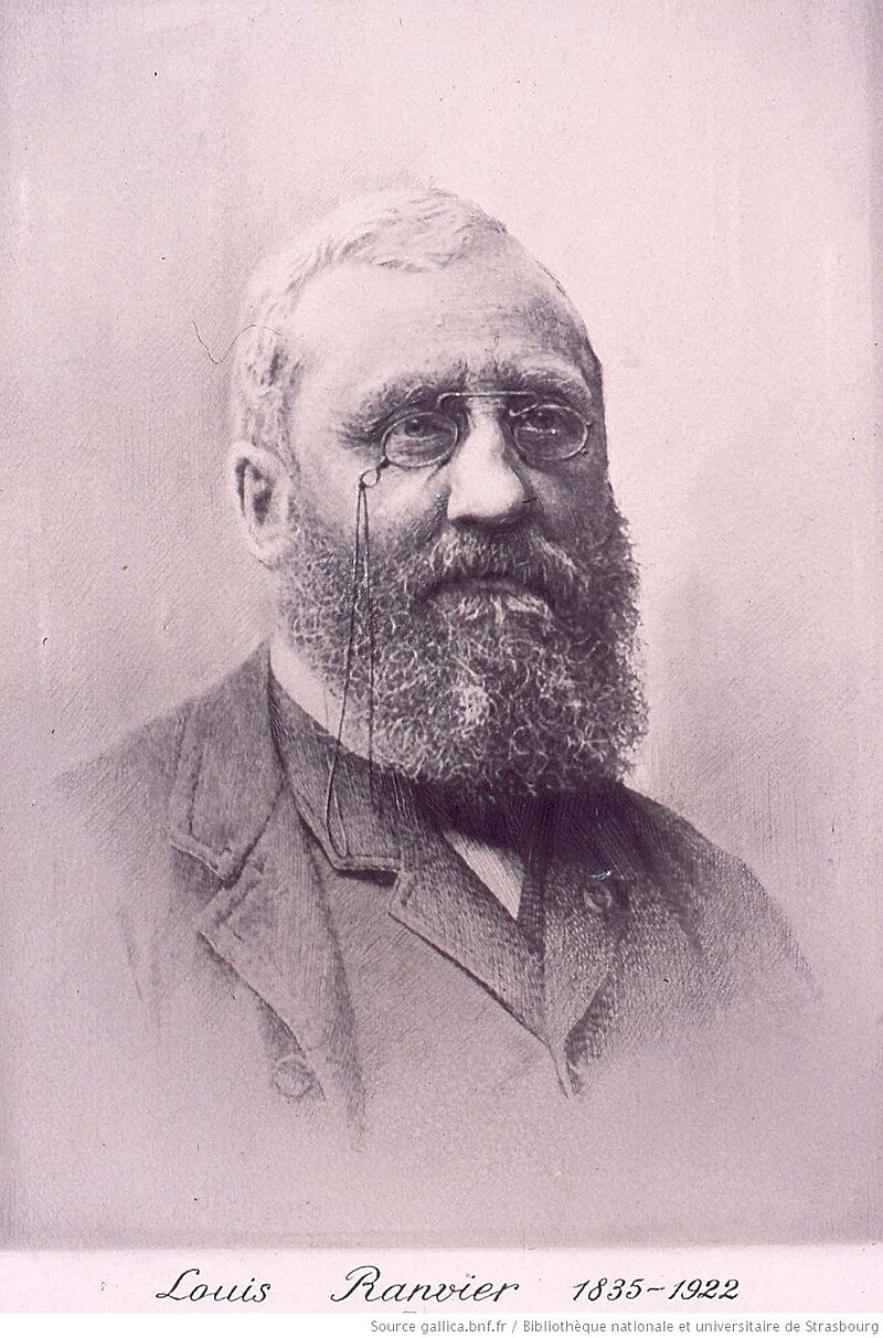 Louis-Marie Savy
