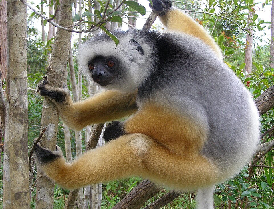 Lucia Manyara