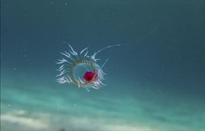 Luis Quesada