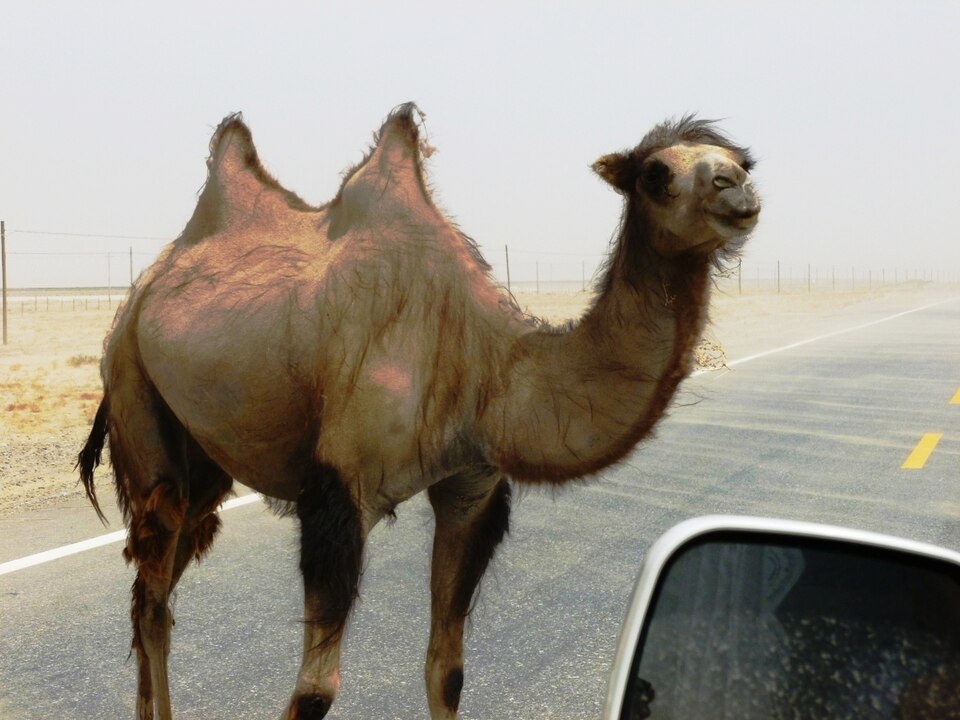 M Camelus