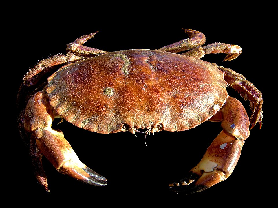 M Kobako