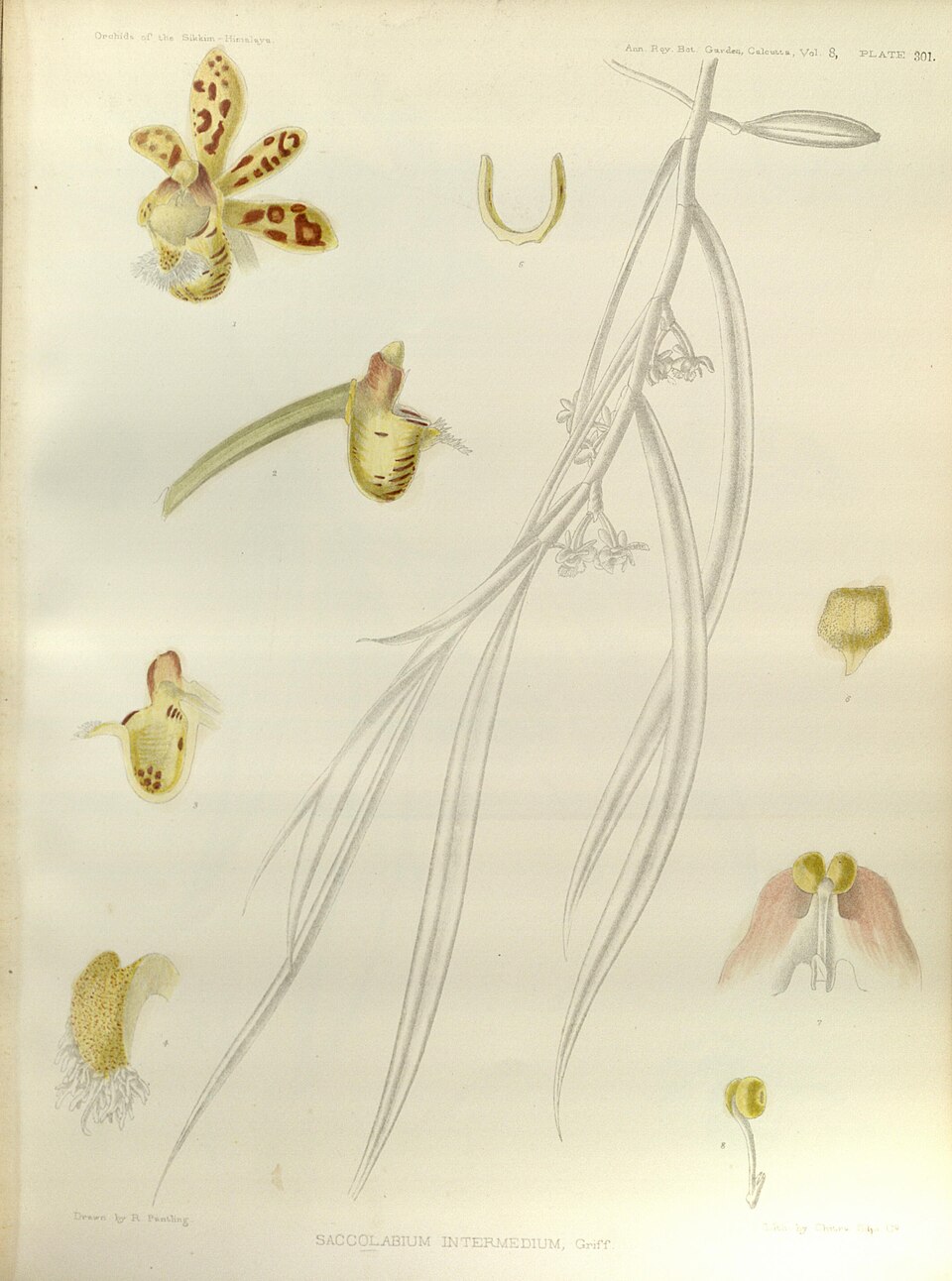 Ma Xinqi