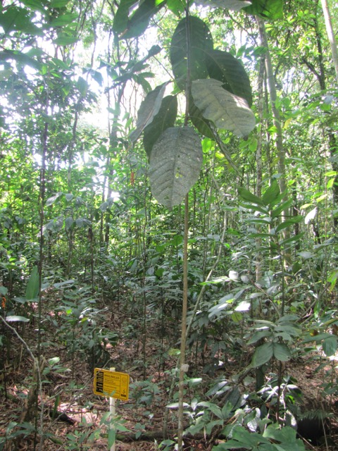 Magnolia Belén