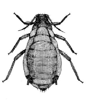 Maidi