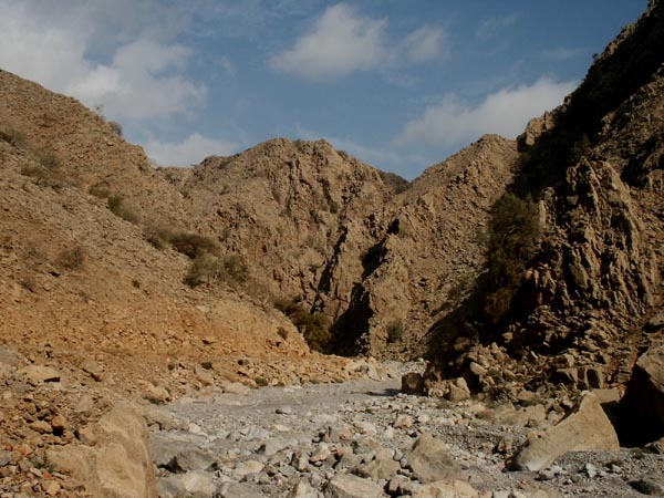 Majid Al Shamsi
