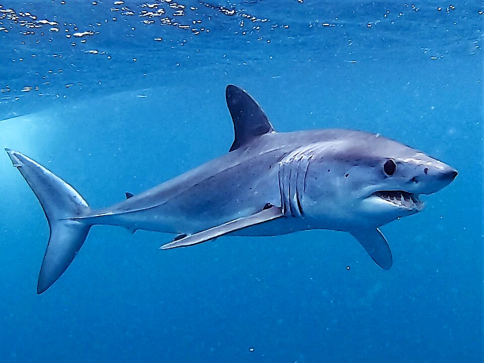 Mako Aquatics