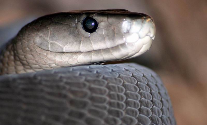 Mambas