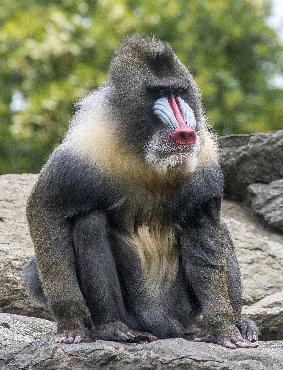 Mandril